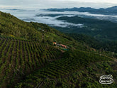 An aerial shot of the neatly planted rows of coffee at  Finca Rosita farm in Caranavi, Bolivia.