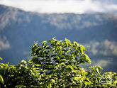 Gesha plants glowing from the overhead sun at the Rosita farm in Bolivia.