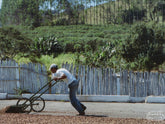 A worker uses a wheeled rake to turn the dry process coffee as it dries on the cement patio (this is not Alto da Serra).