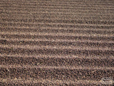 Dry process coffee cherries on a cement patio in Minas Gerais region, Brazil.