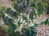 Flowering coffee shrub at a farm in Minas Geraís region, not too far from Sao Sebastiao do Paraiso. We were not able to visit Alto da Serra on our last visit to this part of Brazil