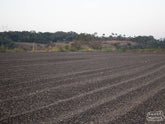 Dry process coffee dries on cement patios at a farm in Minas Geraís (not Dalila's).