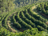 Neatly planted rows of coffee shrubs at Sitio da Pedra, in Pedralva, Minas Gerais, Brazil.