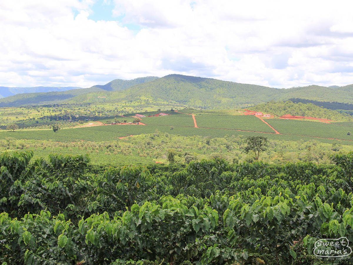 Zambia Anaerobic Natural Misambo - Sweet Maria's