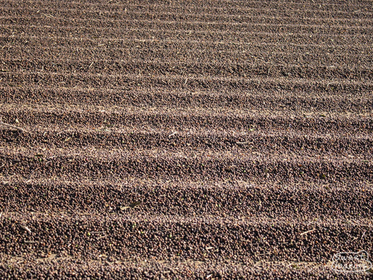 Dry process coffee cherries on a cement patio in Minas Gerais region, Brazil.