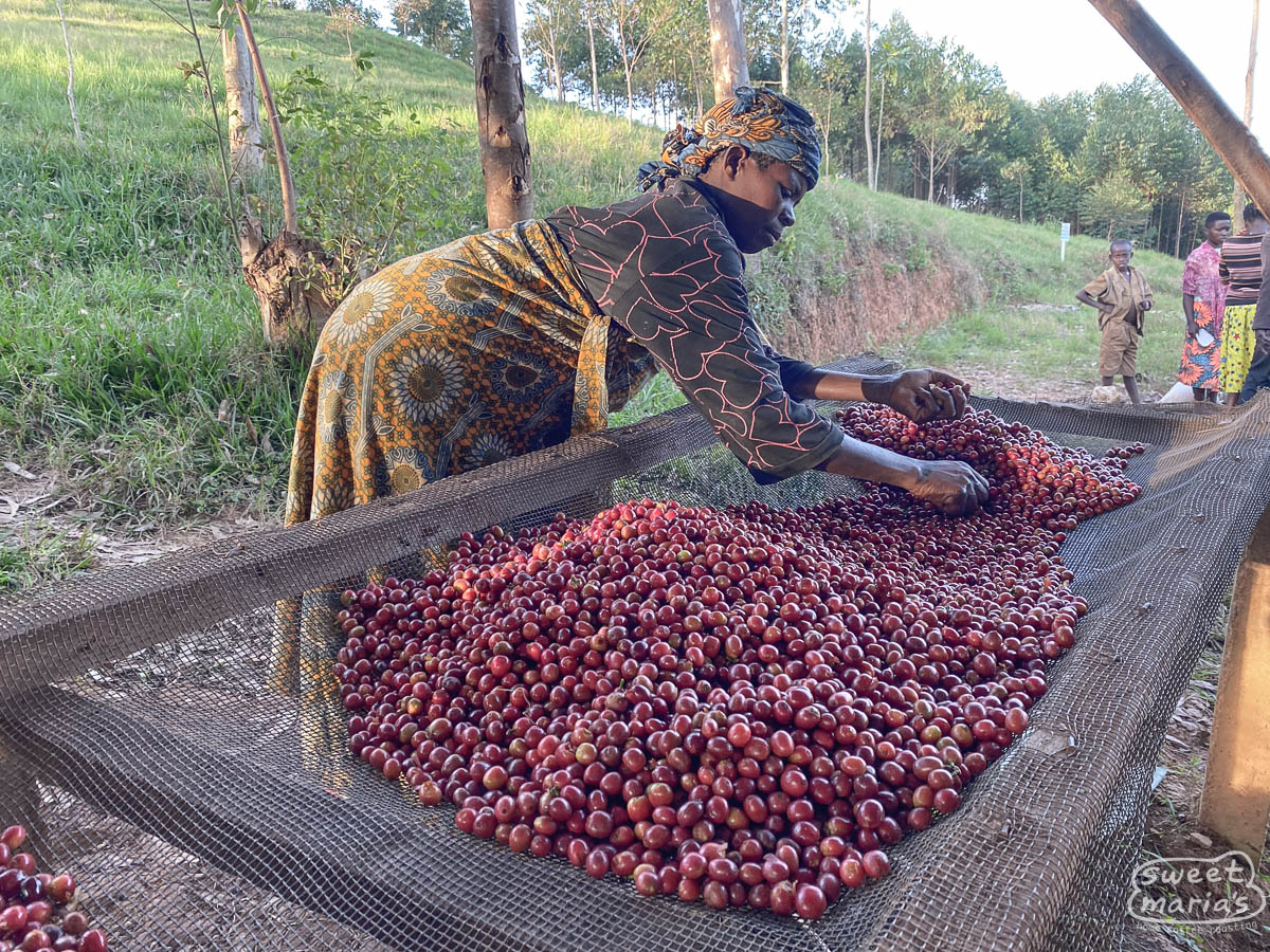 burundi-sweet-marias-kayanza-