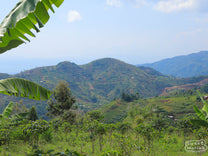 A view of Masenga hill from Migoti wet mill.