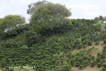 Typical pulper type used to remove fruit from green coffee seeds at small farms in Colombia. This one is in Inzá region.