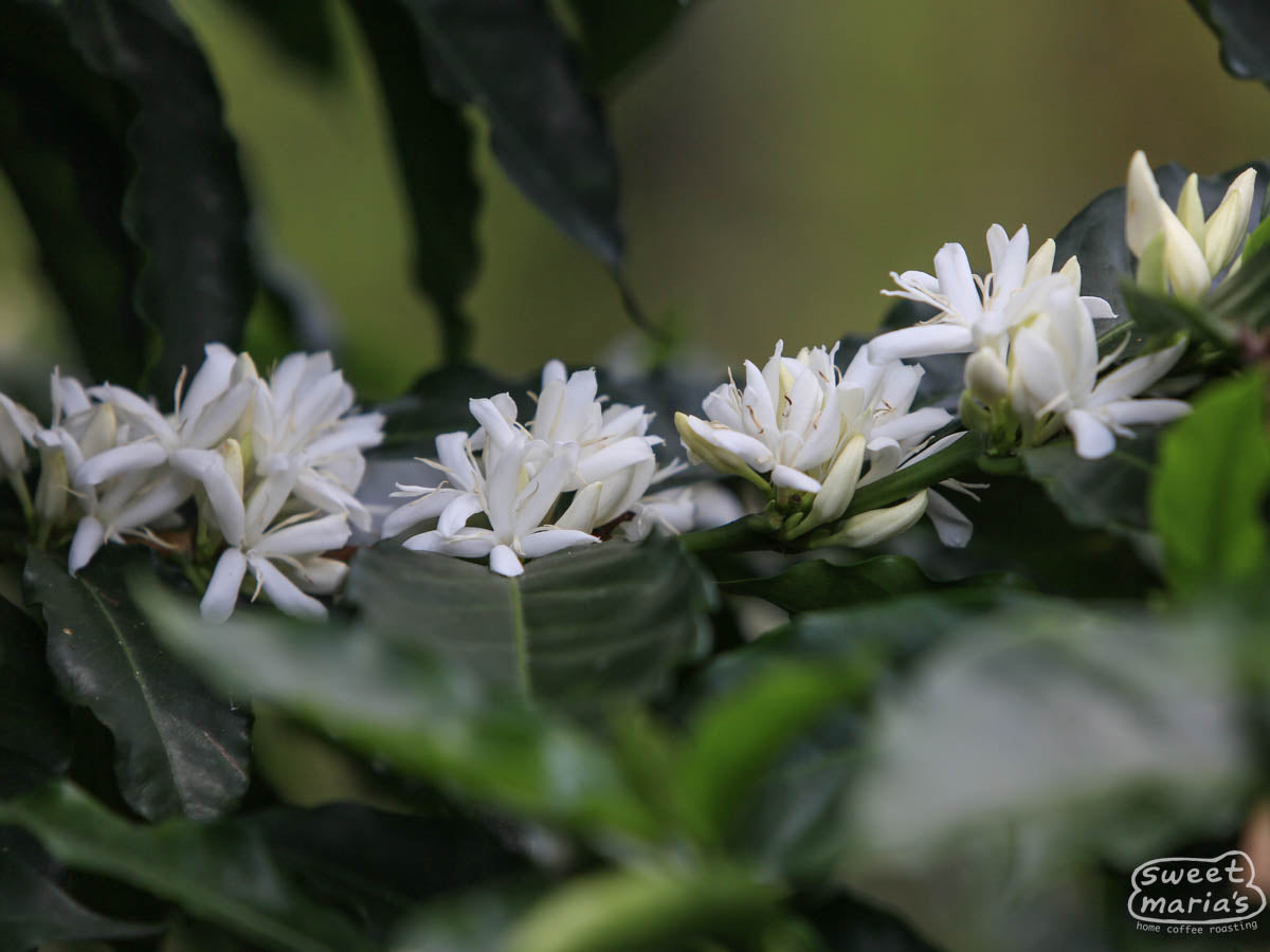 Colombia Inzá El Tabor – Sweet Maria's