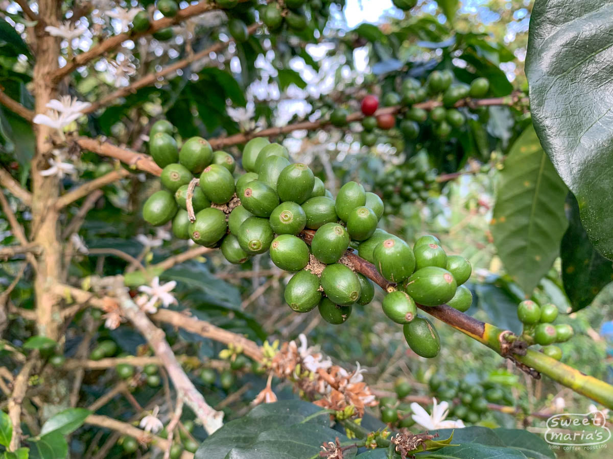Typical pulper type used to remove fruit from green coffee seeds at small farms in Colombia. This one is in Inzá region.