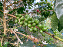 Typical pulper type used to remove fruit from green coffee seeds at small farms in Colombia. This one is in Inzá region.