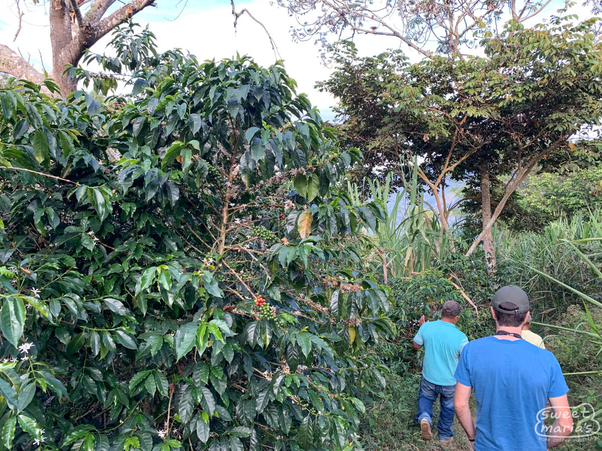 Inza Rani Colombia Inzá Vereda Belén – Sweet Maria's