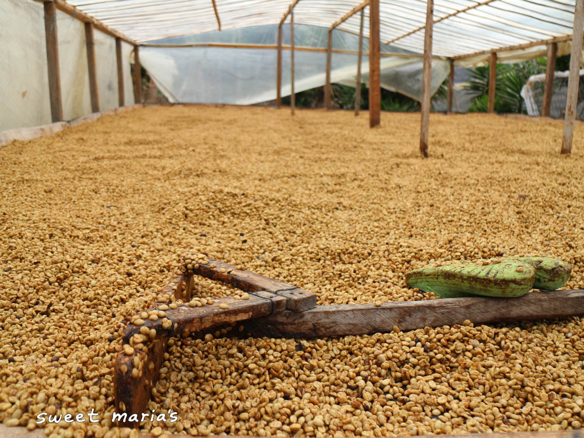  is piled up on the drying tables and will be spread out to a thin layer. Aponte