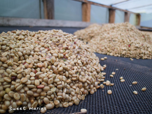 Small piles of honey process coffee that were recently moved to the drying beds where they will be spread to a thin layer to dry.