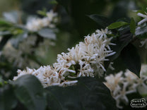 Coffee flowers in full bloom at a farm in San Antonio, Inzá, Colombia.