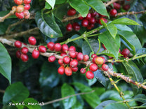 Sandoval family at their coffee farm Canta Ranas in Santa Isabel, Tolima, Colombia.