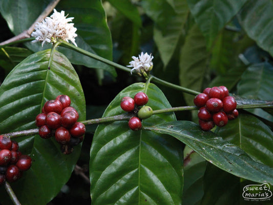 Uganda Dry Process Masaka Robusta