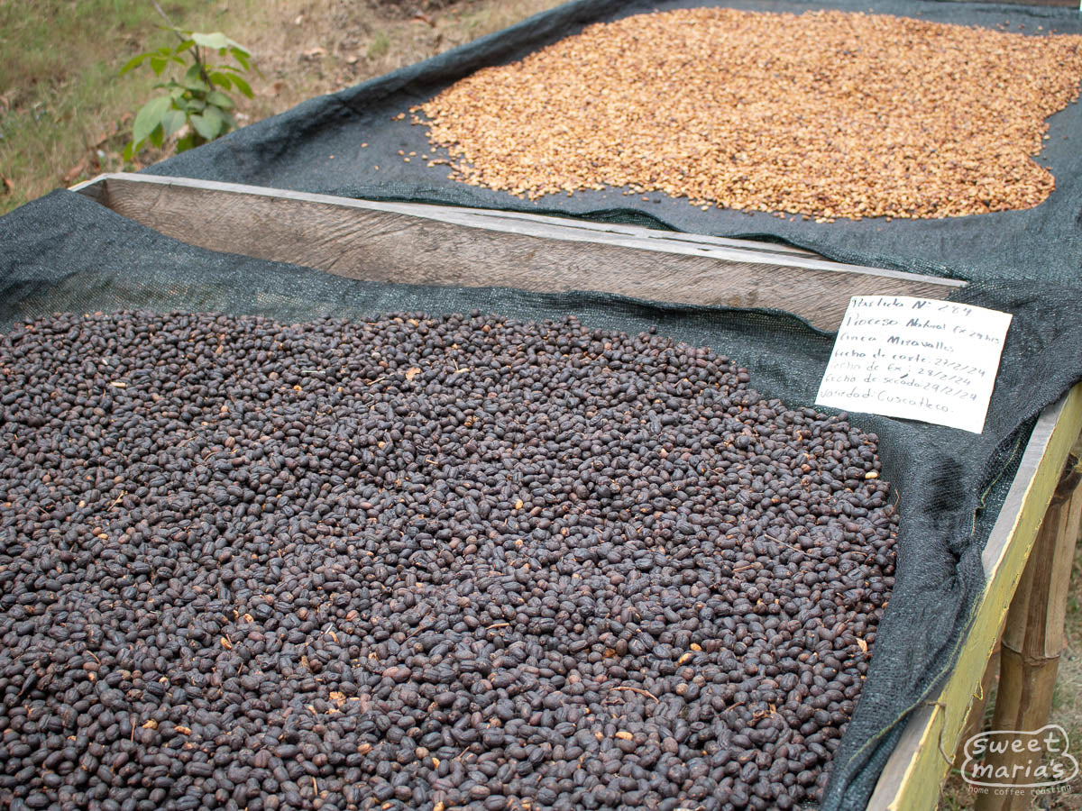 Natural process Cuscatleco coffee variety dries on raised beds at Miravalles' milling site. Ahuachapan, El Salvador.