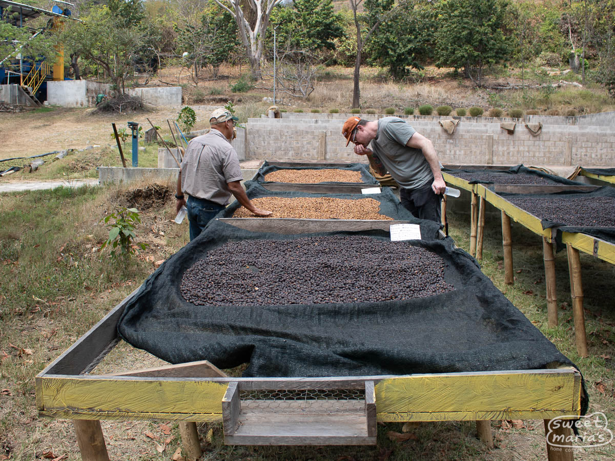 Dry process and honey process coffee dries on raised tables at Tacubaya mill, run by the Duarte family of finca Miravalles, San Luis, San Miguel, etc. Ahuachapan, El Salvador.