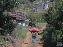 A worker carries a large bag of coffee cherries from the day's harvest at Finca Miravalles.
