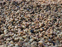 The thin layer of fruit on this honey process coffee turns a reddish color as it dries on raised beds. Tacubaya mill, where San Luis is processed. Ahuachapan, El Salvador.