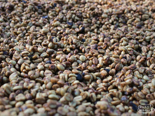 The thin layer of fruit on this honey process coffee turns a reddish color as it dries on raised beds. Tacubaya mill, where San Luis is processed. Ahuachapan, El Salvador.