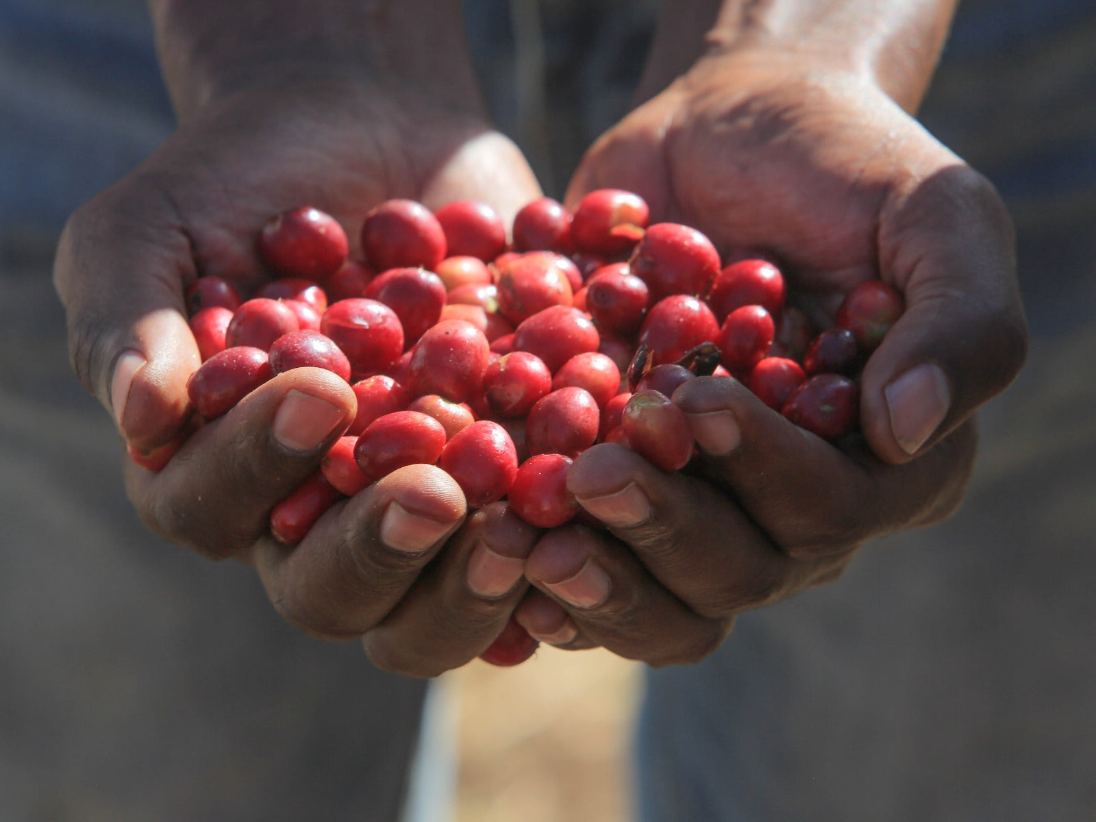 A worker scoops ripe coffee cherries with his hands for a photo.