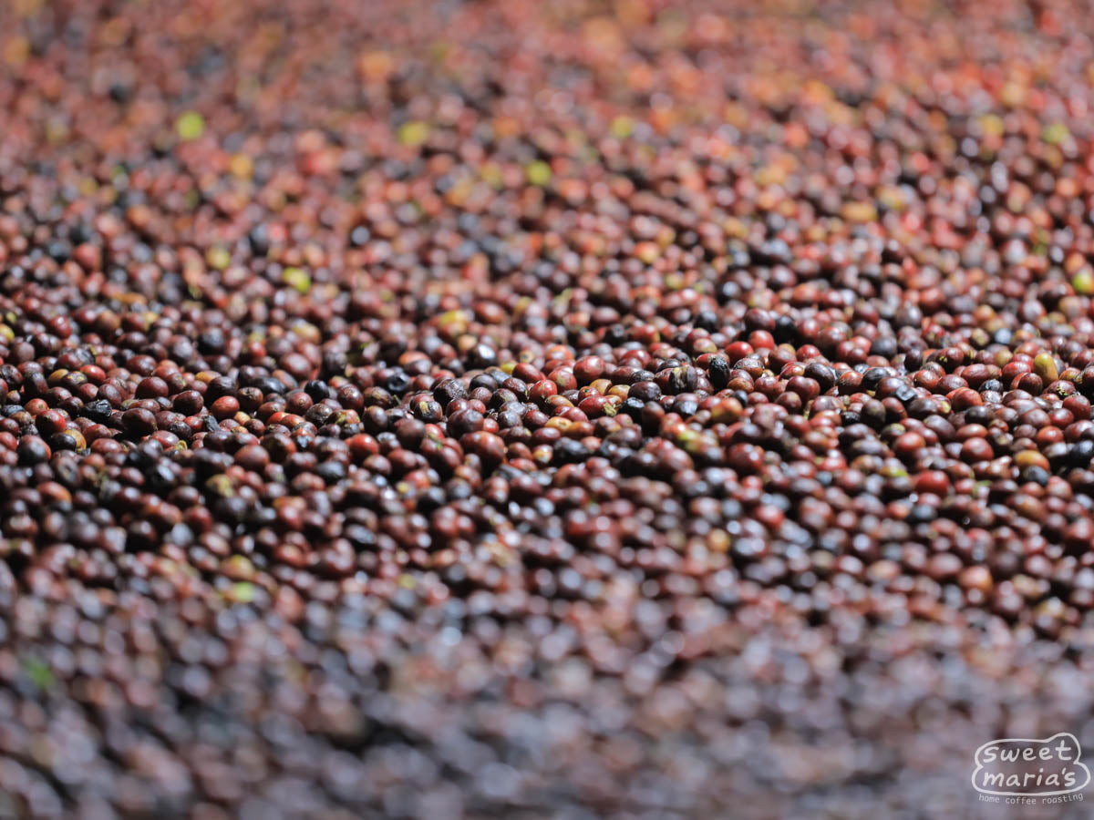 Close-up of coffee cherries drying on raised beds at a site owned by the folks at Hambela Buku.