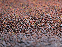 Close-up of coffee cherries drying on raised beds at a site owned by the folks at Hambela Buku.