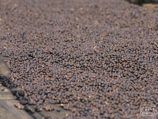 Whole coffee cherry pods dry on a raised bed at one of the other stations managed by the owners of Hebo, in Guji, Ethiopia.