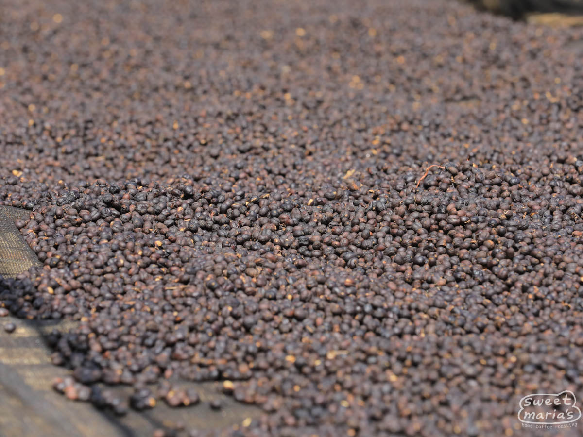 Dry process coffee cherries drying on raised beds at the Gerba Doku site in Guji, Ethiopia. Dry process Gerba Doku makes up almost half of this blend.