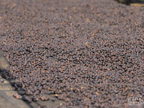 Coffee cherries that have taken on a deep purple color as they dry on raised tables at the Dogo Sodu site.