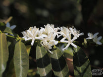 Coffee flowers blooming near the Bukisa station in Kercha, Ethiopia.