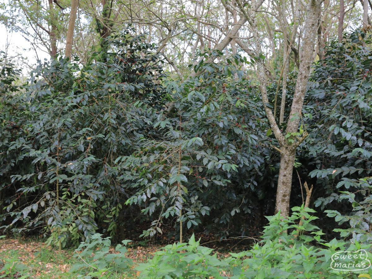  with its unique dark green coloring