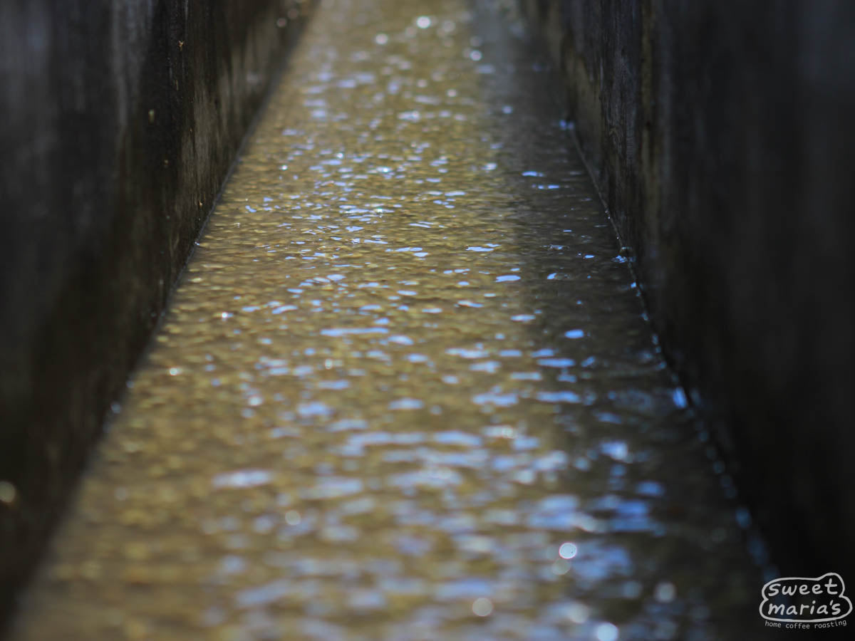 Washing channel where the final rinse occurs before drying the parchment coffee. At a farm in Huehuetenango.