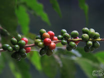 Coffee cherries ripen on a shrut at a Huehuetenango farm (not Silvestre's). 