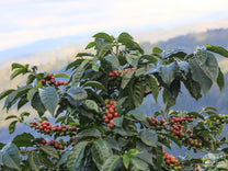  but this is  another 2000 meter green coffee farm in San Pedro Necta
