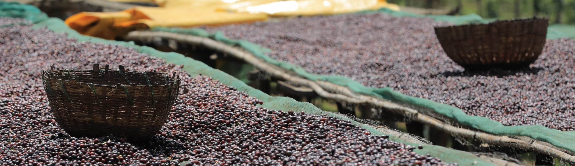 A woven basket sitting on a raised drying bed surrounded by coffee cherry in the Guji Zone, Ethiopia.