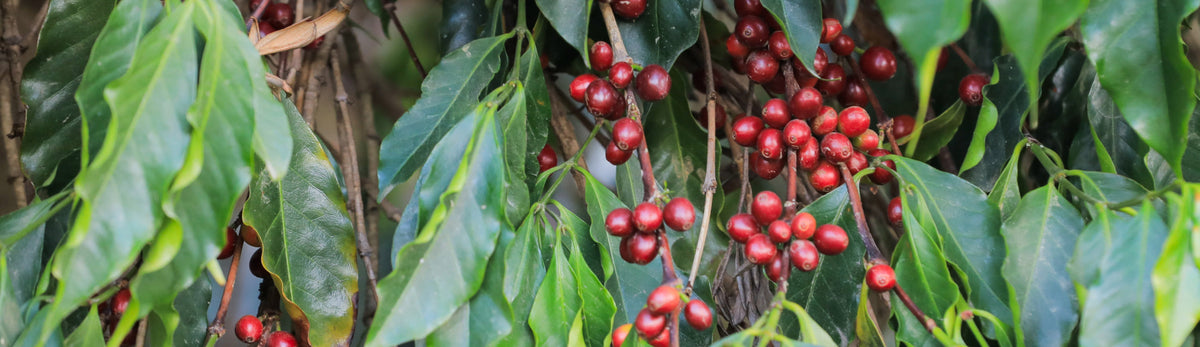 A close up of a coffee branch with ripe cherries.