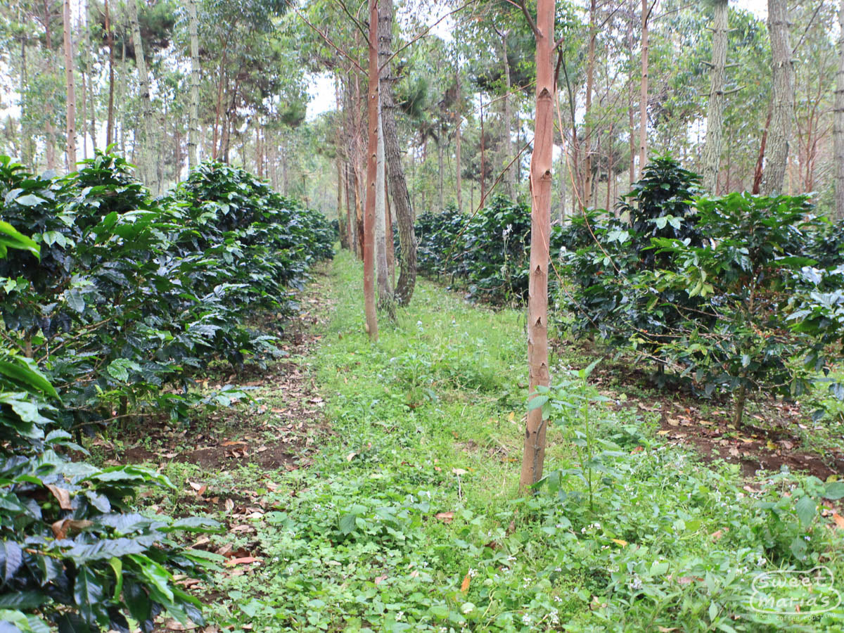  Java Sunda region.