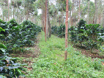 Clumps of coffee cherries ripen to a deep red color on a shrub in Garut region, Java Sunda.