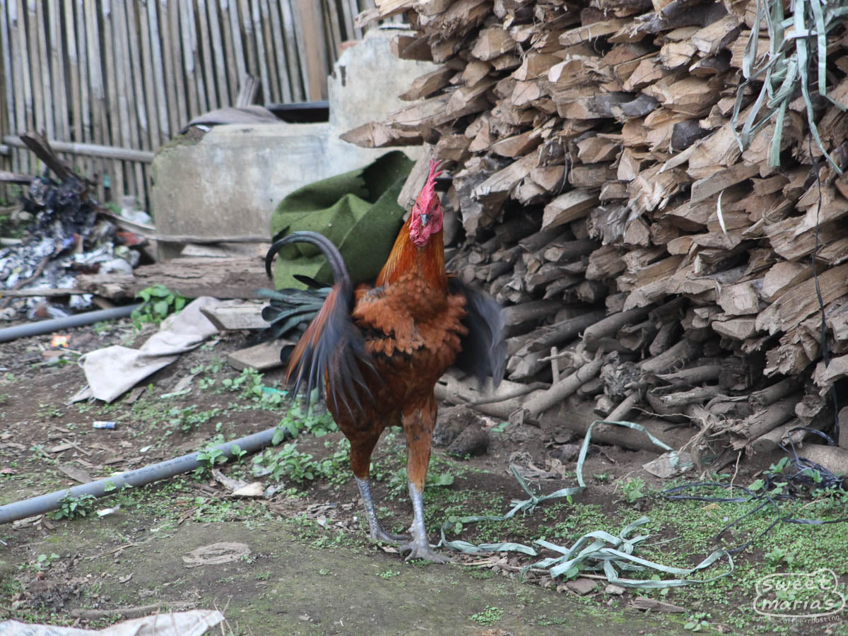 Colorful rooster at a farm in Garut