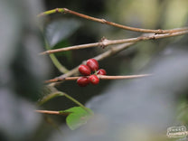 Red coffee cherries are ripe and ready to be picked at a farm near Gunung Papandayan, Garut, Java Sunda.