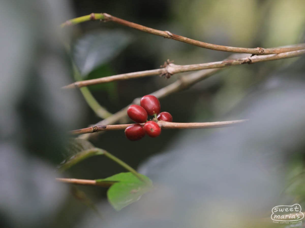 Coffee drying on raised patios at a site near Papandayan (not where this coffee was processed).