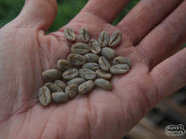 The dark green hue of wet hulled coffee at a processing site in West Java ("Sunda").