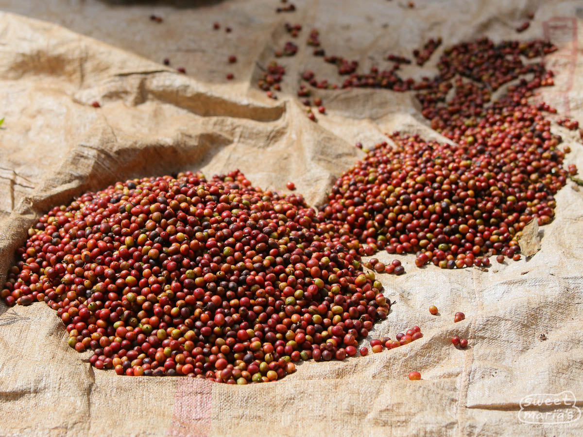 Unsorted coffee cherry that will be cleaned up before processing at the Igutha Factory.
