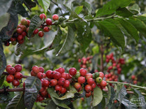 One of the Scott Labs coffee varieties growing at a small-holder coffee farm in Nyeri, Kenya.