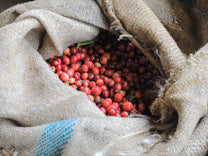 Green coffee, with the thin layer of parchment still intact, dries on raised beds at Kangocho Factory.