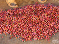 A coffee farmer lays out coffee cherry from the day's harvest at one Othaya cooperative in order to sort out any of the lower quality coffee before delivering (generally over ripe and under ripe coffee). Nyeri, Kenya