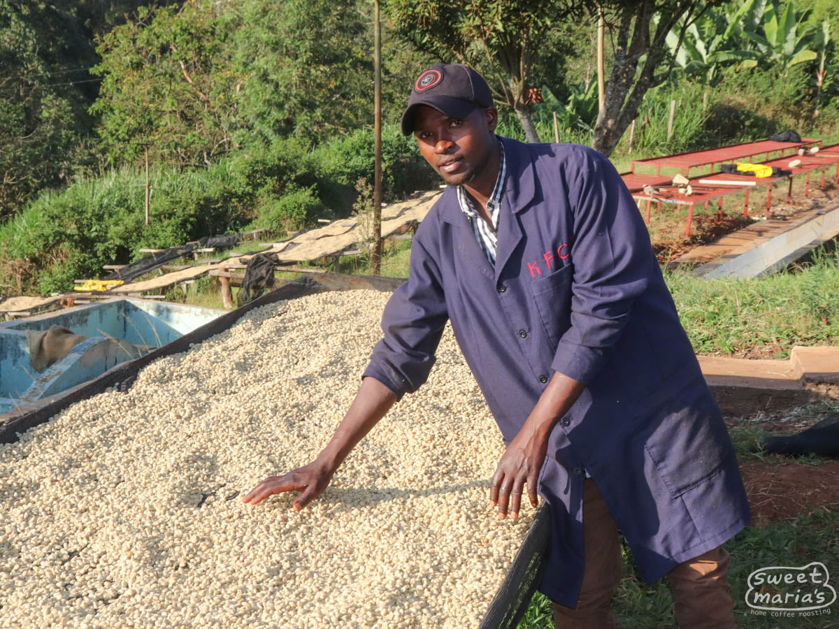 Embu Rice Factory Kenya Kathakwa Peaberry โ Sweet Maria's